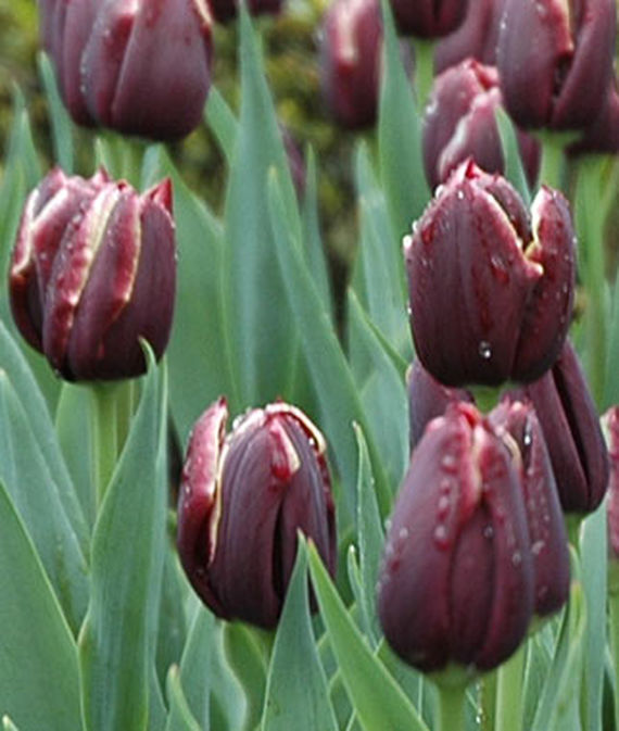 Tulip, Jackpot